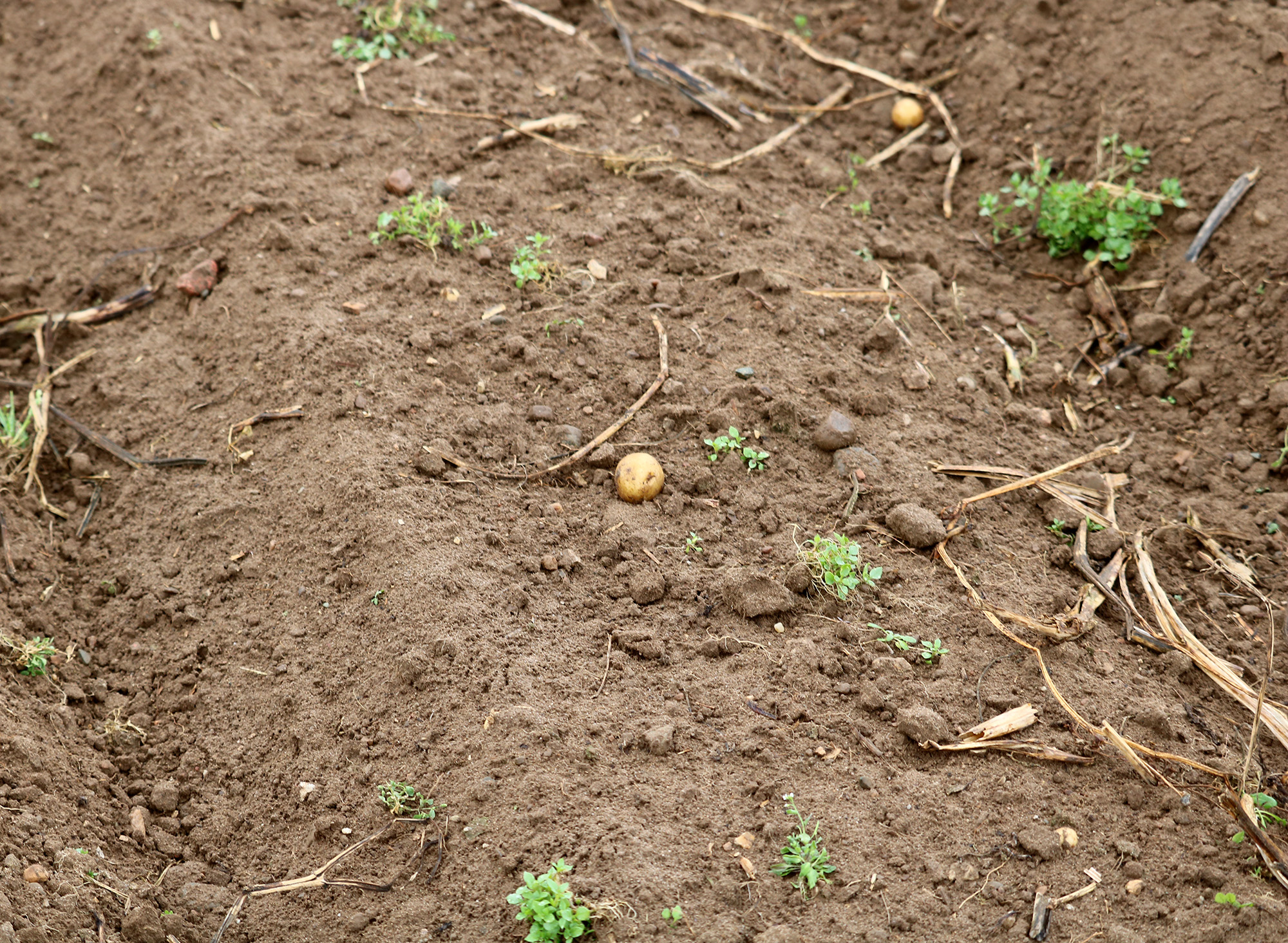 Potatoes on surface